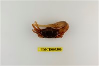 藏品(北方丑招潮蟹)的圖片